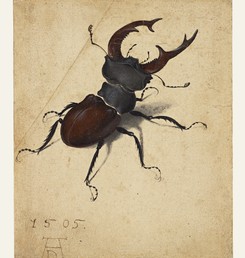 Albrecht Dürer (German, 1471 - 1528), Stag Beetle, German, 1505, Watercolor and gouache; upper left corner of paper added, with tip of left antenna painted in by a later hand, 14.1 x 11.4 cm (5 9/16 x 4 1/2 in.), 83.GC.214.