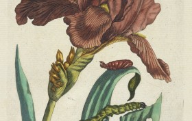 Irias [De Europische insecten] , Engraving, hand-colored , 1730 , Merian, Maria Sibylla, 1647-1717