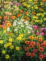 blumen
