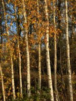 herbst5